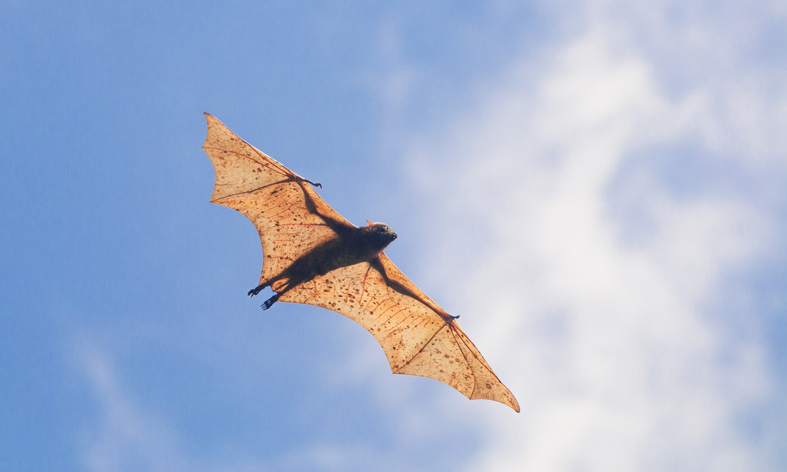 The Giant Golden-Crowned Flying Fox
