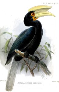Palawan Hornbill