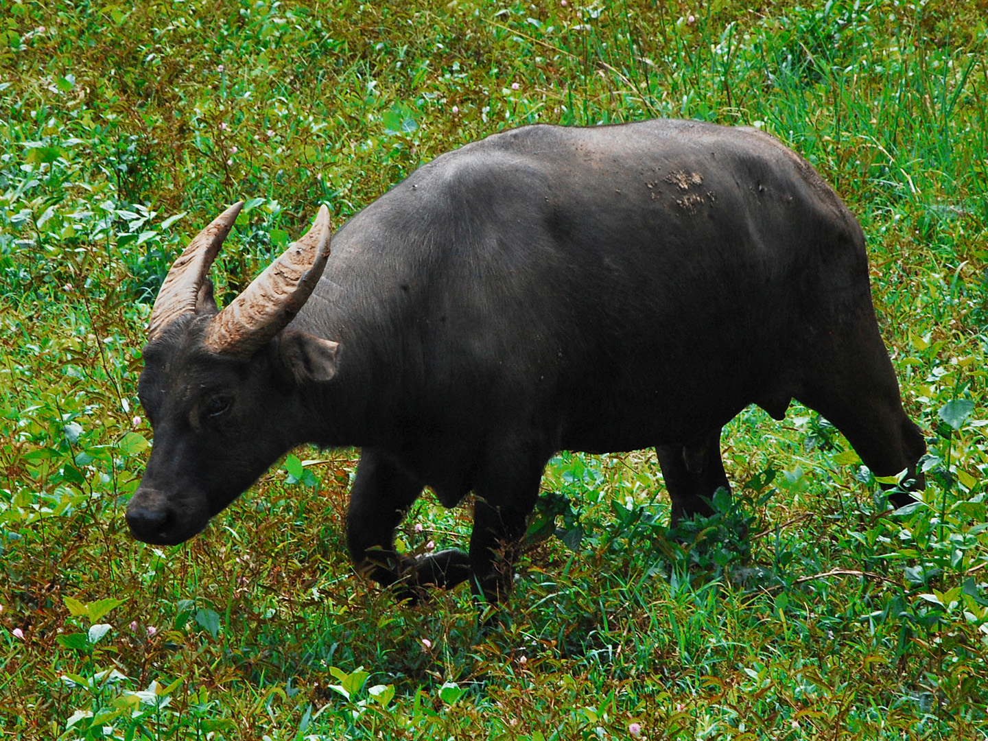 Bubalus mindorensis, Tamaraw