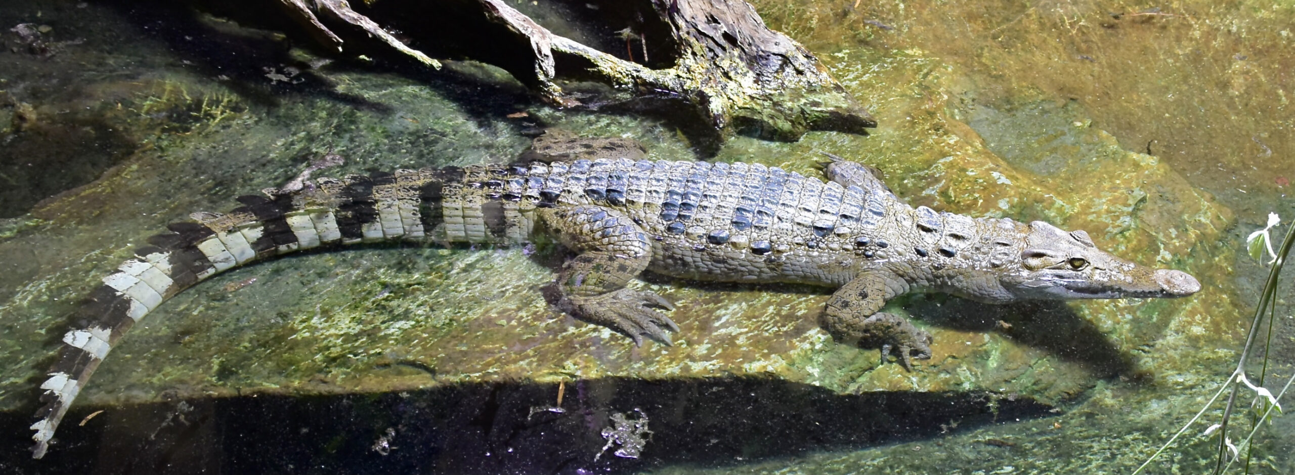 Crocodylus mindorensis Philippine Crocodile
