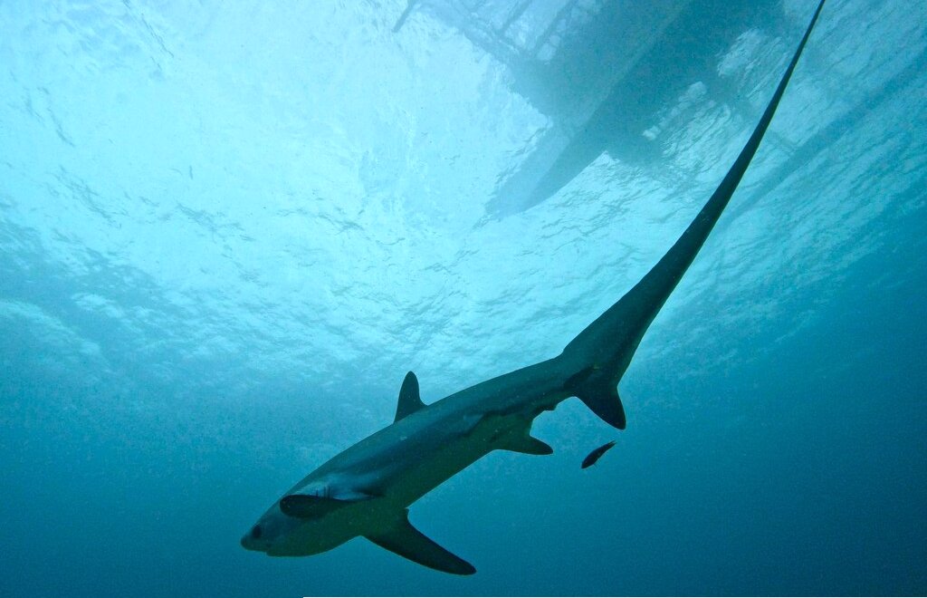 Little Mermaid Dive Resort Malapascua Island