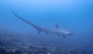 Malapascua Tresher Shark