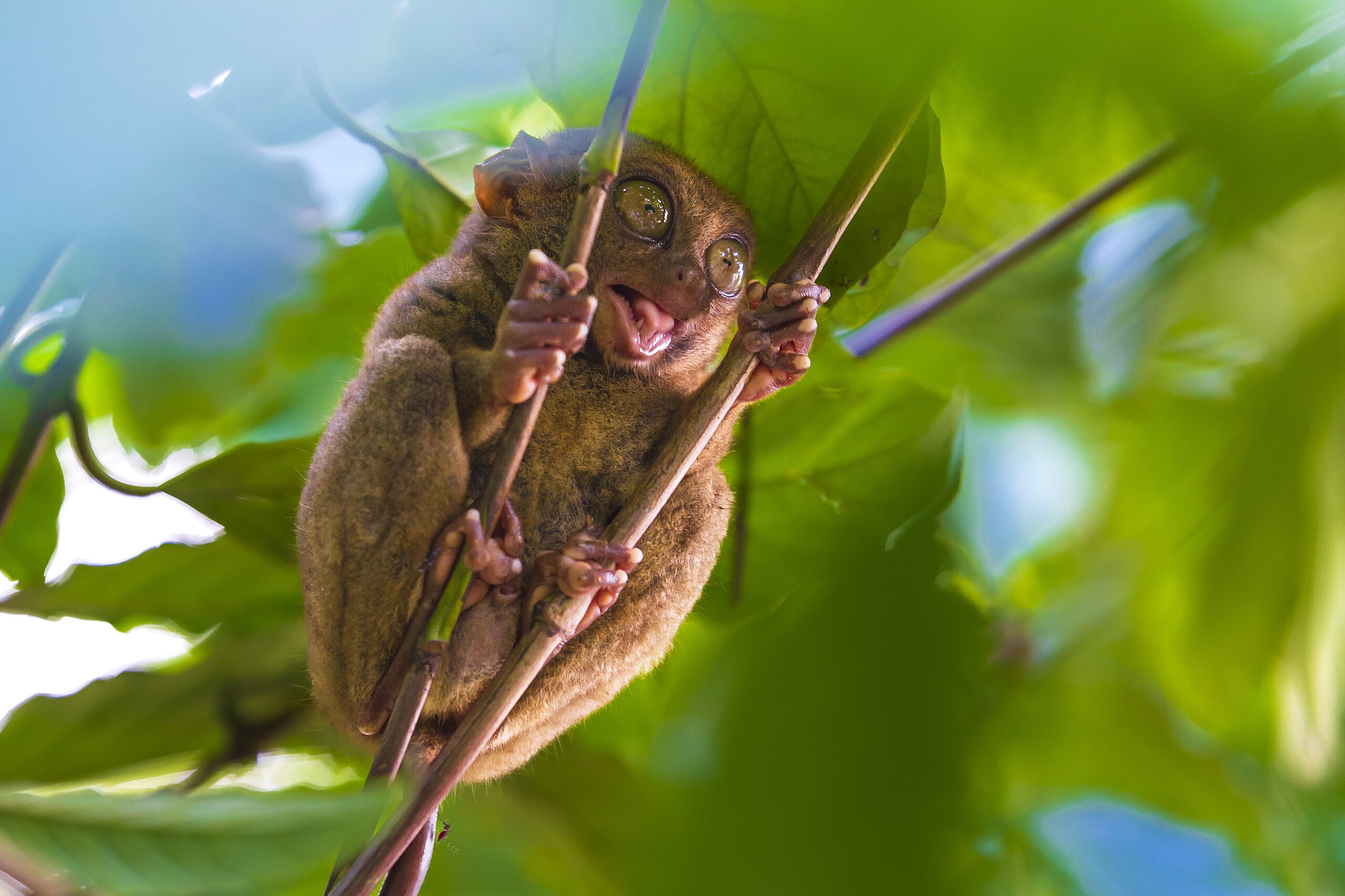 Tarsier of Bohol