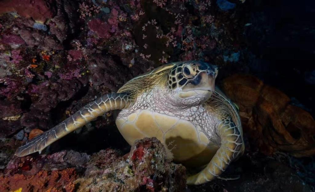 Ultra Mint Dive Resort Bohl Scuba Diving