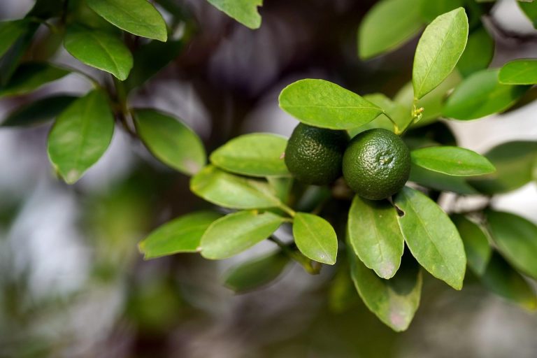 Fruit Trees of the Philippines Joe Philippines