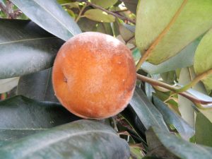 Fruit Trees of the Philippines Joe Philippines