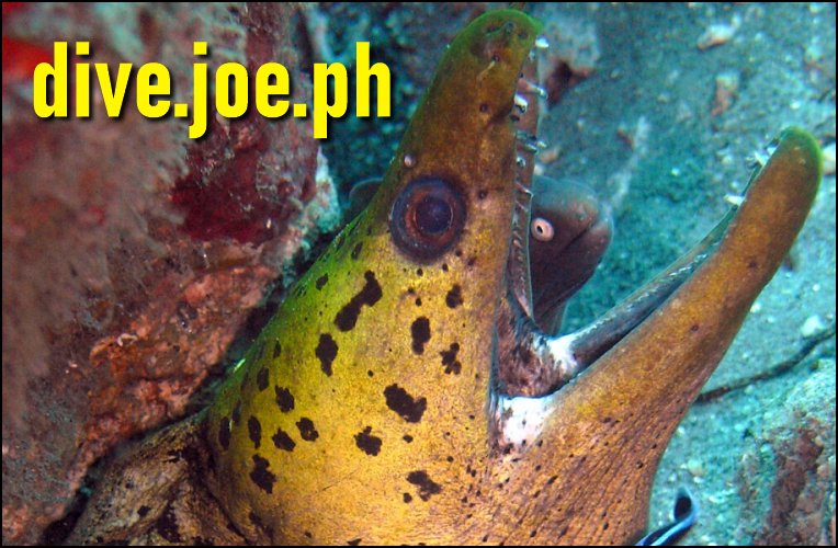 dive.joe.ph